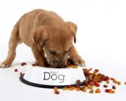Dicas De Alimentação Para Cães (17)