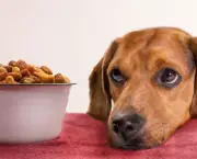 Dicas De Alimentação Para Cães (18)