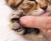 Dicas De Higiene Para Caes e Gatos (14)