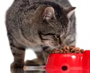 The cat eats a forage. It is isolated on a white background