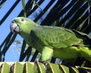 Treinar e Domesticar Papagaios (2)