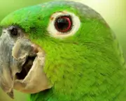 Treinar e Domesticar Papagaios (4)