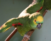 Treinar e Domesticar Papagaios (5)