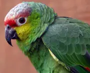 Treinar e Domesticar Papagaios (7)