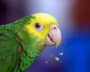 Treinar e Domesticar Papagaios (9)