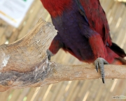 Treinar e Domesticar Papagaios (11)