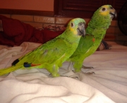 Treinar e Domesticar Papagaios (12)