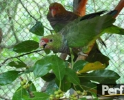 Treinar e Domesticar Papagaios (13)