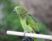 Treinar e Domesticar Papagaios (15)