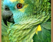 Treinar e Domesticar Papagaios (16)