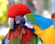 Treinar e Domesticar Papagaios (17)