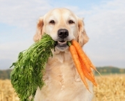 Dieta Vegetariana Para Cães (1)
