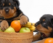 Dieta Vegetariana Para Cães (9)