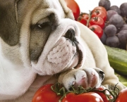Dieta Vegetariana Para Cães (11)
