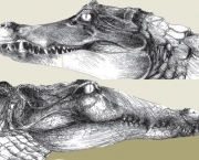 Diferenças Entre Crocodilo e Jacaré (1)