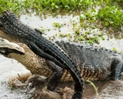 Diferenças Entre Crocodilo e Jacaré (2)