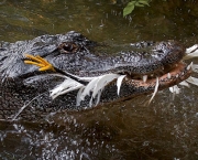 Diferenças Entre Crocodilo e Jacaré (3)