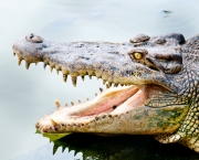 Diferenças Entre Crocodilo e Jacaré (4)
