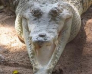 Diferenças Entre Crocodilo e Jacaré (5)