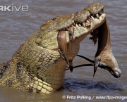 Diferenças Entre Crocodilo e Jacaré (7)