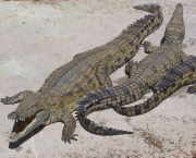 Diferenças Entre Crocodilo e Jacaré (8)