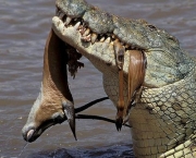 Diferenças Entre Crocodilo e Jacaré (11)