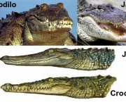 Diferenças Entre Crocodilo e Jacaré (12)