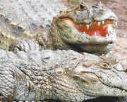 Diferenças Entre Crocodilo e Jacaré (13)