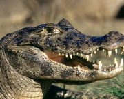 Diferenças Entre Crocodilo e Jacaré (15)