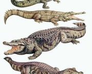 Diferenças Entre Crocodilo e Jacaré (16)