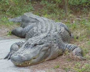 Diferenças Entre Crocodilo e Jacaré (17)