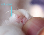 Doença Da Arranhadura Do Gato (3)