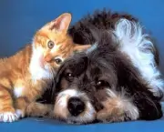Doenças Cardíacas Em Gatos e Cães (2)