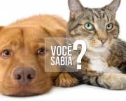 Doenças Cardíacas Em Gatos e Cães (3)