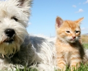 Doenças Cardíacas Em Gatos e Cães (8)