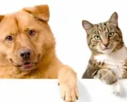 Doenças Cardíacas Em Gatos e Cães (10)