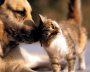 Doenças Cardíacas Em Gatos e Cães (15)