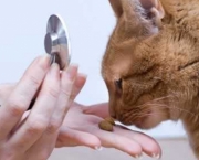 Doencas Comuns Em Gatos (1)