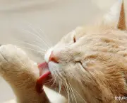 Doencas Comuns Em Gatos (3)