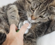 Doencas Comuns Em Gatos (4)