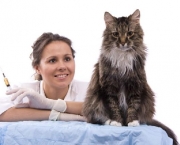 Doencas Comuns Em Gatos (10)