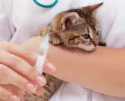 Doencas Comuns Em Gatos (11)