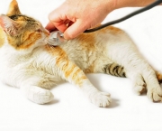 Doencas Comuns Em Gatos (14)