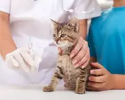 Doencas Comuns Em Gatos (15)