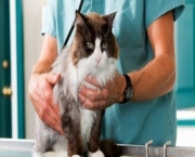 Doencas Comuns Em Gatos (17)
