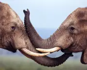 Elefante é Mamífero (1)