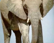 Elefante é Mamífero (2)