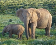 Elefante é Mamífero (4)