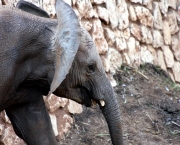 Elefante é Mamífero (7)
