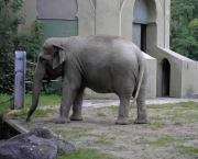 Elefante é Mamífero (9)
